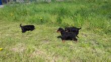 Puppies for sale airedale - Ireland, Dublin
