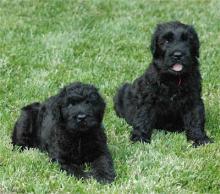 Puppies for sale black russian terrier - Ireland, Dublin
