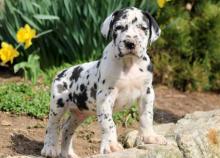 Puppies for sale other breed, great dane - Netherlands, Amsterdam