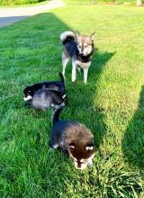 Puppies for sale kai, alaskan klee kai - Ireland, Dublin