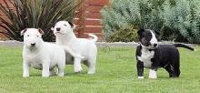 Puppies for sale bull terrier - Ireland, Cork