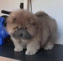 Puppies for sale chow chow - Ireland, Limerick
