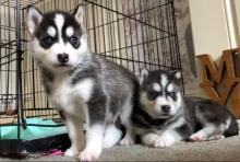 Puppies for sale , siberian husky - Ireland, Carlow