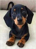 Puppies for sale dachshund - United Kingdom, Stonehaven