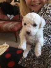 Puppies for sale , bichon frise - Ireland, Longford