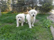 Puppies for sale labrador - Austria, Vienna