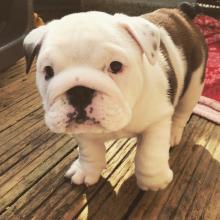 Puppies for sale english bulldog - Germany, Zwickau. Price 250 €
