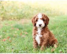 Puppies for sale , cockapoo - Denmark, Aalborg