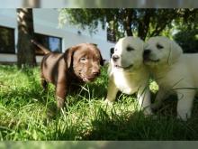 Puppies for sale labrador - Germany, Freiburg