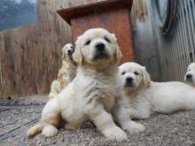 Puppies for sale labrador - Germany, Frankfurt an der Oder