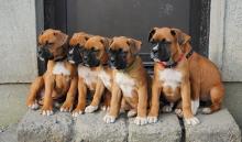 Puppies for sale boxer - Cyprus, Limassol
