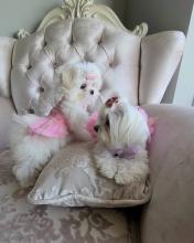 Puppies for sale maltese - Sweden, Helsingborg