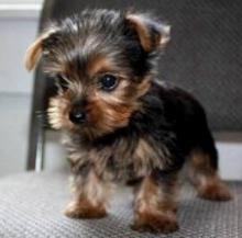 Puppies for sale yorkshire terrier - Ireland, Cork. Price 10 €