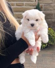 Puppies for sale maltese - Ireland, Cork