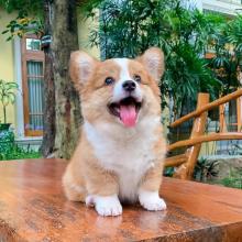 Puppies for sale other breed, pembroke welsh corgi - Uzbekistan, Fergana