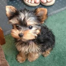 Puppies for sale yorkshire terrier - Austria, Vienna. Price 155 €