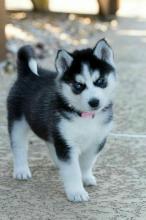 Puppies for sale , siberian husky - Ireland, portarlington