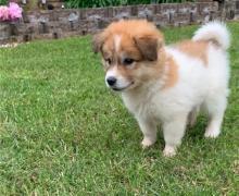 Puppies for sale mixed breed, great pyrenees - Estonia, Tallinn