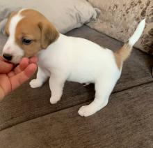 Puppies for sale jack russell terrier - Ireland, ballinasloe