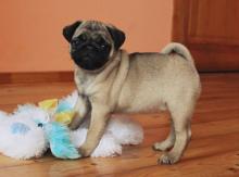 Puppies for sale pug - Ireland, Rathcoole