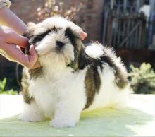 Puppies for sale shih tzu - Ireland, Cork. Price 10 €
