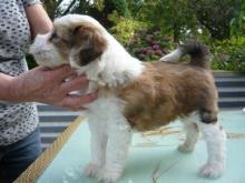 Puppies for sale tibetan terrier - France, Paris