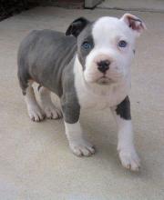 Puppies for sale american pit-bull terrier - Cyprus, Limassol. Price 10 €