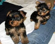 Puppies for sale yorkshire terrier - France, Paris. Price 155 €