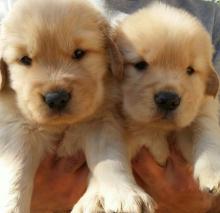 Puppies for sale golden retriever - Ireland, Cork