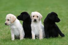 Puppies for sale labrador retriever - Latvia, Rezekne
