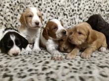 Puppies for sale cocker spaniel - Italy, Parma. Price 850 $