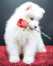 Puppies for sale samoyed dog (samoyed) - Latvia, Saldus