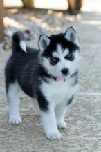 Puppies for sale mixed breed, pomsky - Slovakia, Ostrava