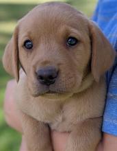 Puppies for sale labrador retriever - Azerbaijan, Ganja