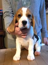 Puppies for sale beagle - Ireland, Dublin