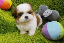 Puppies for sale shih tzu - Ireland, Drogheda