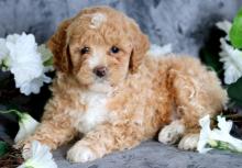 Puppies for sale poodle - Russia, Rostov-na-Donu