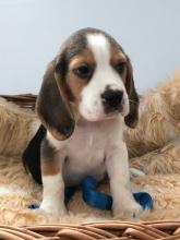 Puppies for sale beagle - Ireland, Cork