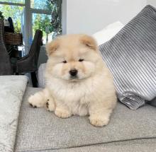 Puppies for sale chow chow - Ireland, Cork