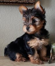 Puppies for sale yorkshire terrier - Denmark, Aalborg