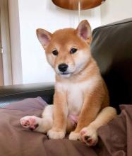 Puppies for sale other breed, shiba inu - Ireland, Dublin