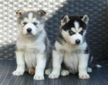 Puppies for sale haski, blue eyes siberian husky puppies - Ireland, Dublin