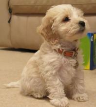 Puppies for sale , cockapoo - Ireland, cobh