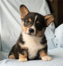 Puppies for sale , welsh corgi pembroke - Ireland, Cork
