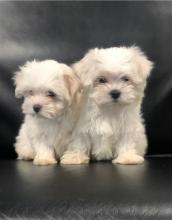 Puppies for sale maltese - Ireland, Londonderry