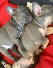 Puppies for sale french bulldog - Ireland, Dublin
