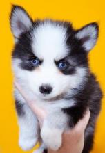 Puppies for sale , pomsky puppies - Latvia, Aizkraukle