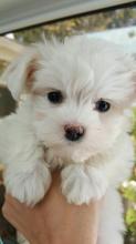 Puppies for sale maltese - Ireland, Ennis