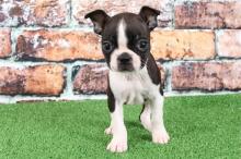 Puppies for sale boston terrier - Malta, Valletta