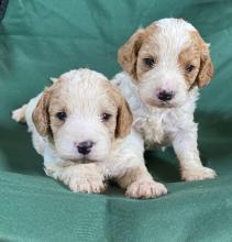 Puppies for sale other breed - Latvia, Kuldiga